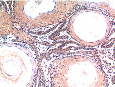 CASP3 Monoclonal Antibody (E-AB-22213)