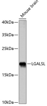 LGALSL Polyclonal Antibody (E-AB-65141)