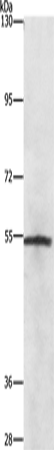 NEK2 Polyclonal Antibody (E-AB-10922)