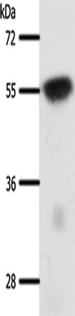 SLC32A1 Polyclonal Antibody (E-AB-12873)