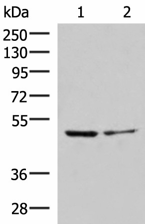 ECSIT Polyclonal Antibody (E-AB-19037)