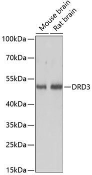 DRD3 Polyclonal Antibody (E-AB-65054)