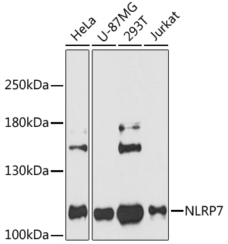 NLRP7 Polyclonal Antibody (E-AB-90279)