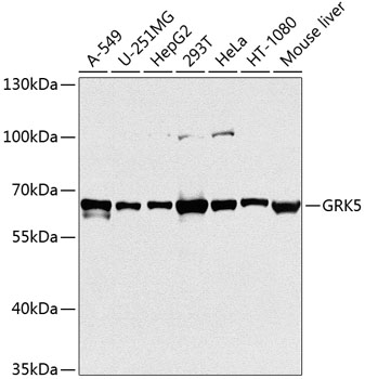 GRK5 Polyclonal Antibody (E-AB-62773)
