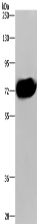 CDC16 Polyclonal Antibody (E-AB-12724)