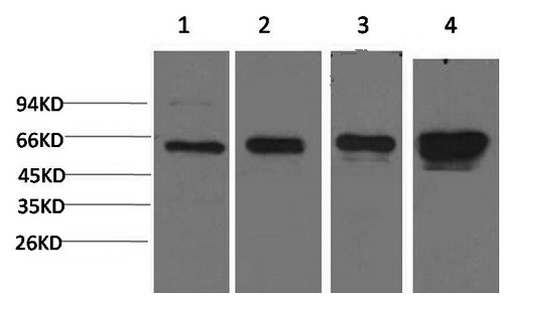 AMPK alpha1 Monoclonal Antibody (E-AB-22125)