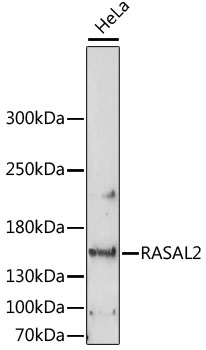 RASAL2 Polyclonal Antibody (E-AB-65206)
