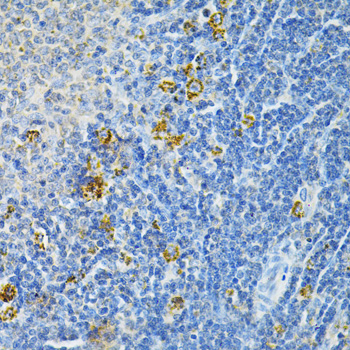 GLRX Polyclonal Antibody (E-AB-60893)