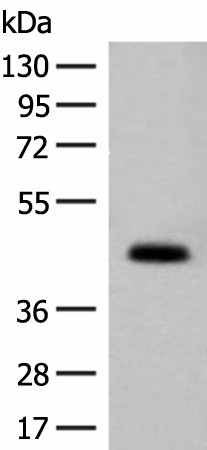 GPA33 Polyclonal Antibody (E-AB-52115)