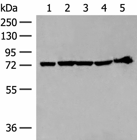 CALCOCO1 Polyclonal Antibody (E-AB-18858)