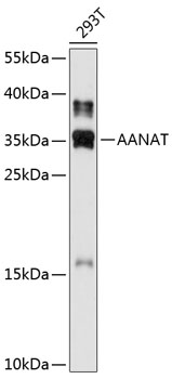 AANAT Polyclonal Antibody (E-AB-90311)