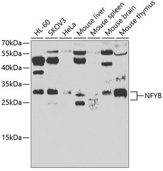 NFYB Polyclonal Antibody (E-AB-61627)