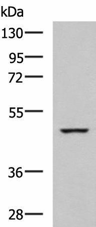 IP6K2 Polyclonal Antibody (E-AB-19095)