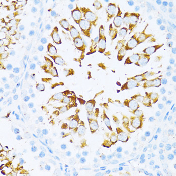 ENHO Polyclonal Antibody (E-AB-90305)