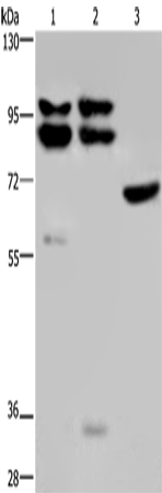 OS9 Polyclonal Antibody (E-AB-15273)