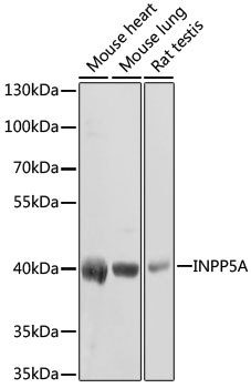 INPP5A Polyclonal Antibody (E-AB-62799)