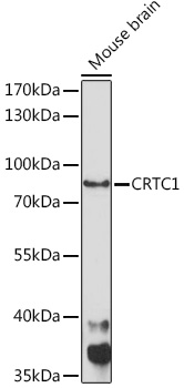 CRTC1 Polyclonal Antibody (E-AB-91147)
