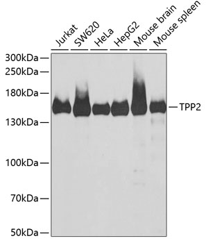 TPP2 Polyclonal Antibody (E-AB-61950)
