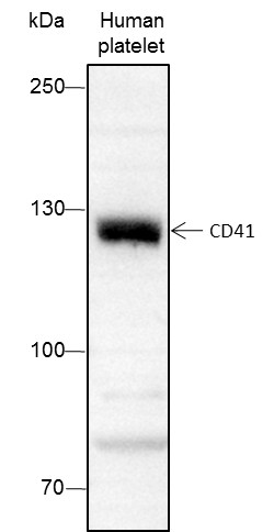 Recombinant CD41 Monoclonal Antibody (AN301478L)