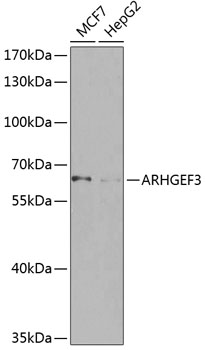 ARHGEF3 Polyclonal Antibody (E-AB-63107)