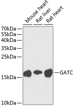 GATC Polyclonal Antibody (E-AB-62591)