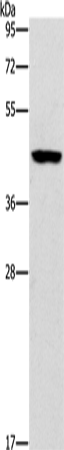 B3GAT1 Polyclonal Antibody (E-AB-13132)