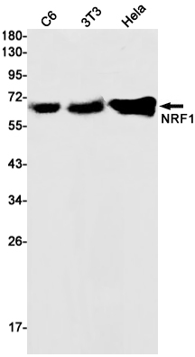 Recombinant Nrf1 Monoclonal Antibody (E-AB-81588)