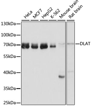 DLAT Polyclonal Antibody (E-AB-66302)