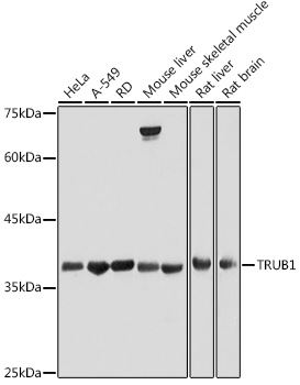 TRUB1 Polyclonal Antibody (E-AB-92266)