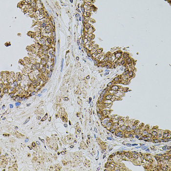 SELP Polyclonal Antibody (E-AB-62913)