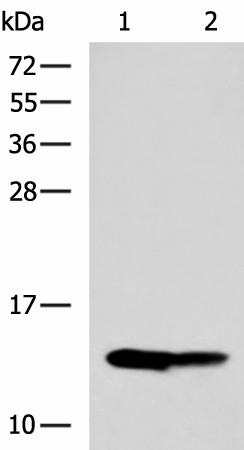 RIDA Polyclonal Antibody (E-AB-53037)