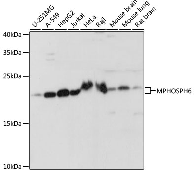 MPHOSPH6 Polyclonal Antibody (E-AB-66568)
