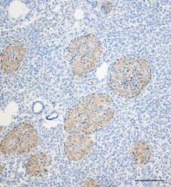 Purified anti-LRRK2 Antibody (Previously Covance catalog# SIG-39840) (808201)