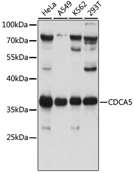 CDCA5 Polyclonal Antibody (E-AB-91589)