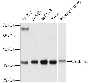 CYSLTR1 Polyclonal Antibody (E-AB-67309)