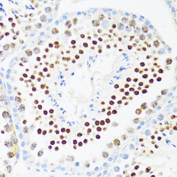 DDX21 Polyclonal Antibody (E-AB-66356)