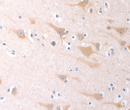 SCGB1A1 Polyclonal Antibody (E-AB-14433)