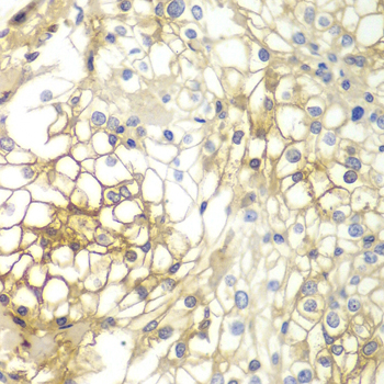 Syndecan-1 Polyclonal Antibody (E-AB-65896)