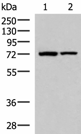 JPH1 Polyclonal Antibody (E-AB-18143)
