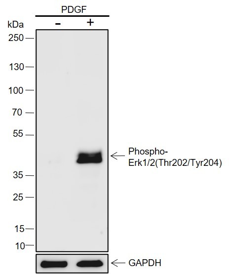 Recombinant Phospho-Erk1/2(Thr202, Tyr204) Monoclonal Antibody (AN302099L)