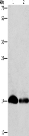 IFITM3 Polyclonal Antibody (E-AB-14626)