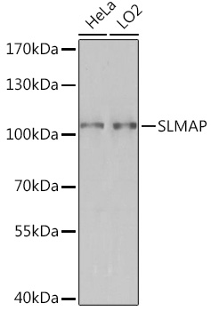 SLMAP Polyclonal Antibody (E-AB-91680)