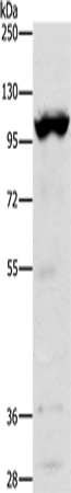 TRPM5 Polyclonal Antibody (E-AB-12915)