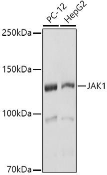 JAK1 Polyclonal Antibody (E-AB-93236)