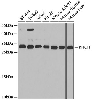 RHOH Polyclonal Antibody (E-AB-61902)
