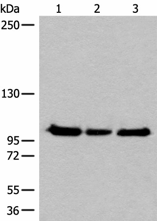 XPO1 Polyclonal Antibody (E-AB-17839)