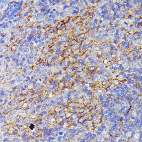 SNAP23 Polyclonal Antibody (E-AB-64859)