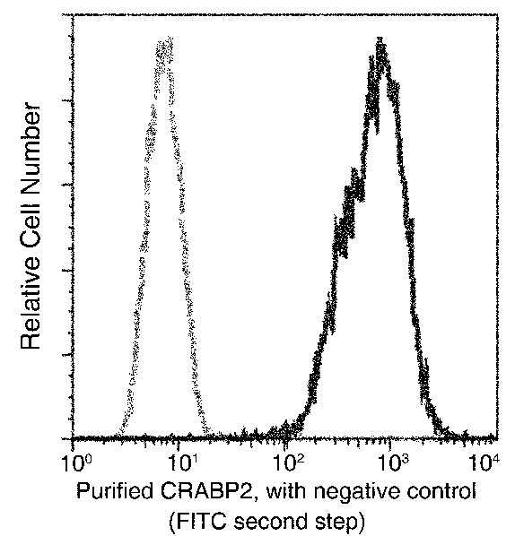 Recombinant CRABP2 Monoclonal Antibody (AN300227P)