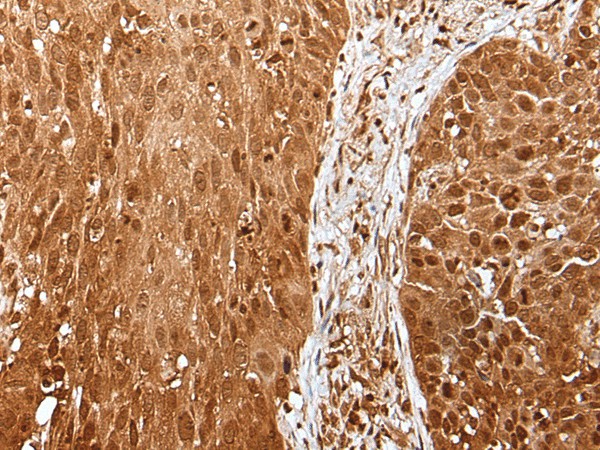 UBA7 Polyclonal Antibody (E-AB-52436)