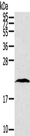 TAF10 Polyclonal Antibody (E-AB-13719)
